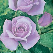Rose Blue Moon 2 ft Standards (Rosa) - Ladybird Nursery