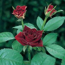 Rose 'Black Beauty' - Ladybird Nursery