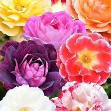Rose Assorted Roses (Rosa spp.)