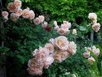 Rose Apricot Nectar 3 ft Standards (Rosa)