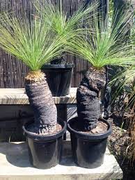 Grass Tree (Xanthorrhoea johnsonii) - Ladybird Nursery