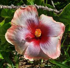 Hibiscus Flamenco™ Dark Graces