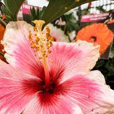 Hibiscus Rio Clara Candy Pink