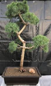 Scots Pine Bonsai Starter (Pinus sylvestris) - Ladybird Nursery