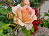 Rose Apricot Nectar 2 ft Standards (Rosa) - Ladybird Nursery