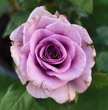 Rosa Terrazza® Purple (Rosa)