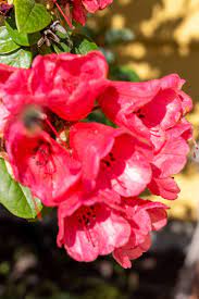 Rhododendron Molly Ann