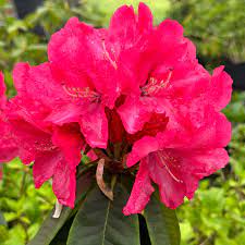 Rhododendron Markeetas Prize
