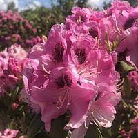 Rhododendron Lady Decies - Ladybird Nursery