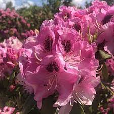Rhododendron Lady Decies - Ladybird Nursery