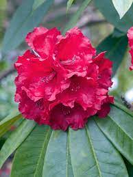 Rhododendron Grace Seabrook - Ladybird Nursery