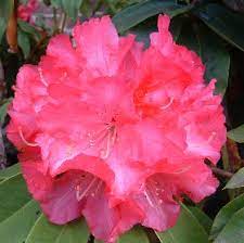 Rhododendron Douglas R Stephen
