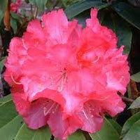 Rhododendron Douglas R Stephen