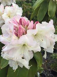 Rhododendron Cream Delight - Ladybird Nursery