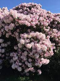 Rhododendron Admiral Piet Hein - Ladybird Nursery