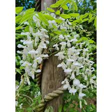 Chinese Wisteria Jako (Wisteria sinensis)
