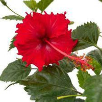 Hibiscus Phsyche - Ladybird Nursery