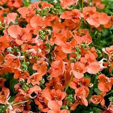 Twinspur Orange (Diascia Crush) - Ladybird Nursery