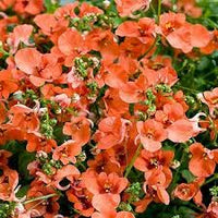 Twinspur Orange (Diascia Crush) - Ladybird Nursery