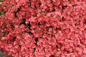 Twinspur Drifter (Diascia Little) - Ladybird Nursery