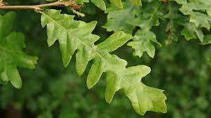 Turkey Oak (Quercus cerris) - Ladybird Nursery