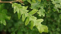 Turkey Oak (Quercus cerris) - Ladybird Nursery