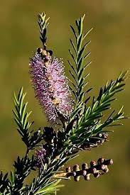 Totem Poles (Melaleuca decussata)