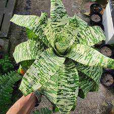 Tiger Tim Vriesea (Vriesea)