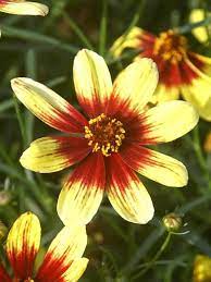 Tickseed (Coreopsis Pinwheel) - Ladybird Nursery