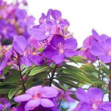 Tobouchina Purple Star (Tibouchina) - Ladybird Nursery