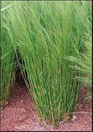 Tassel Cord Rush (Baloskion tetraphyllum)