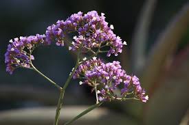 Sea Lavender Wstar Statice - White Star (Limonium perezii)