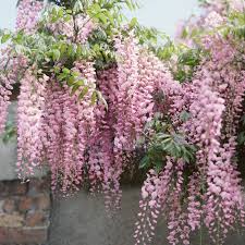 Japanese Wisteria Kuchi - Beni (Wisteria floribunda) - Ladybird Nursery