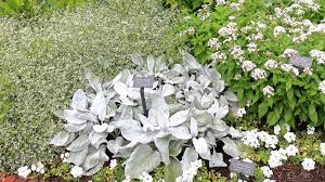 Senecio Angel Wings (Senecio candicans)