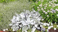 Senecio Angel Wings (Senecio candicans)