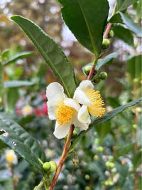 Japanese Green Tea (Camellia sinensis 'Saya Makaori') Large