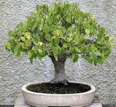 Japanese Elm Bonsai Starter (Zelkova serrata) - Ladybird Nursery