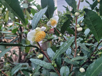 Japanese Green Tea (Camellia sinensis 'Saya Makaori') Large