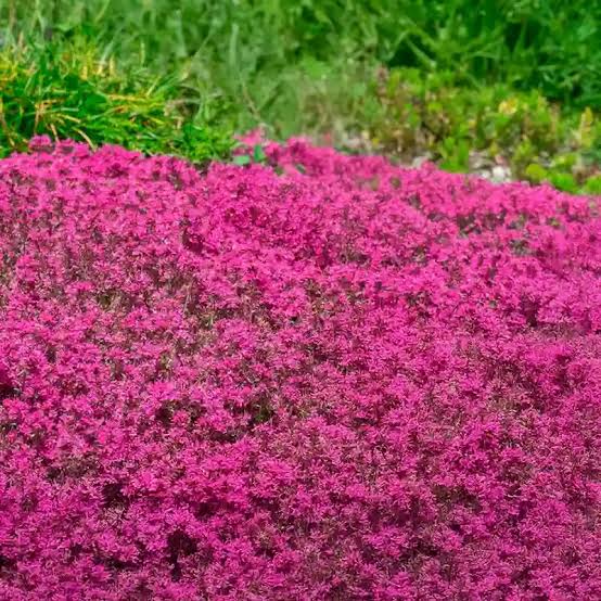 Creeping Crimson Thyme (Thymus serpyllum ‘Coccineus’)