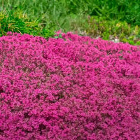 Creeping Crimson Thyme (Thymus serpyllum ‘Coccineus’)