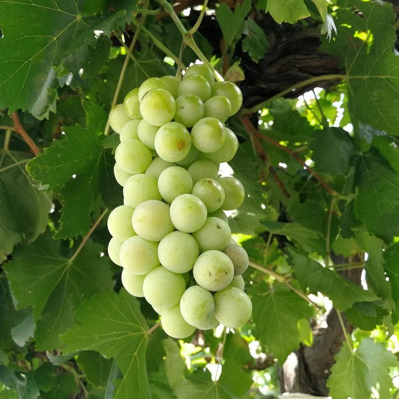 Muskat Tree Grape 'White Muscat' Fruit Tree – Buy Now! – Ladybird Nursery
