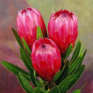 Protea Red Ice 200mm