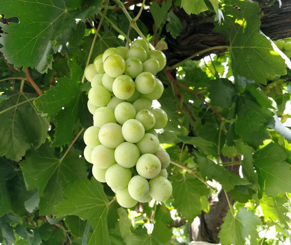 Grape White Muscat (QLD Only) - Ladybird Nursery
