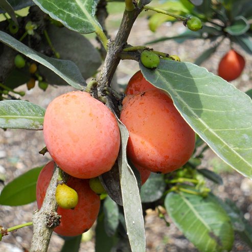 Imbe - Ladybird Nursery