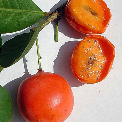 Imbe - Ladybird Nursery