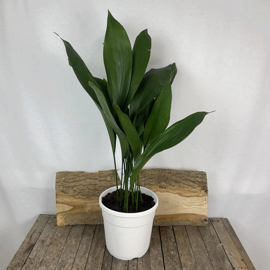 Cast Iron Plant (Aspidistra elatior)