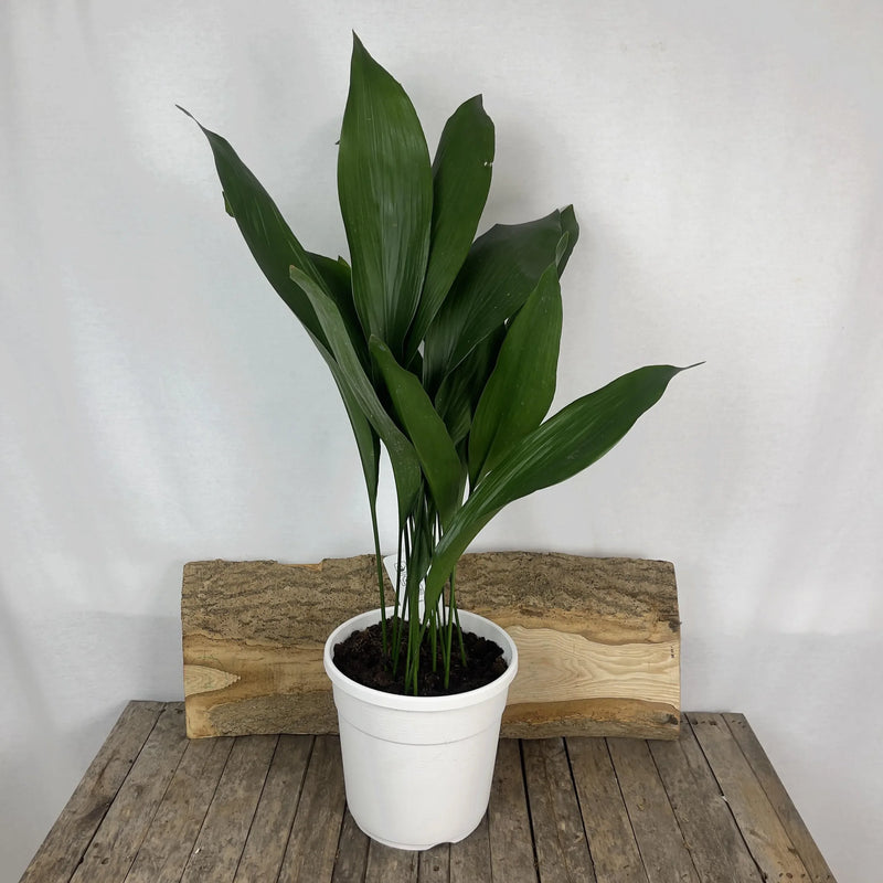 Cast Iron Plant (Aspidistra elatior)