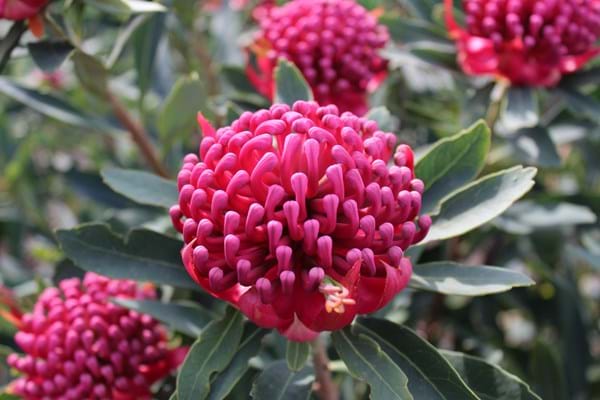 Waratah Corroboree (Telopea) - Ladybird Nursery