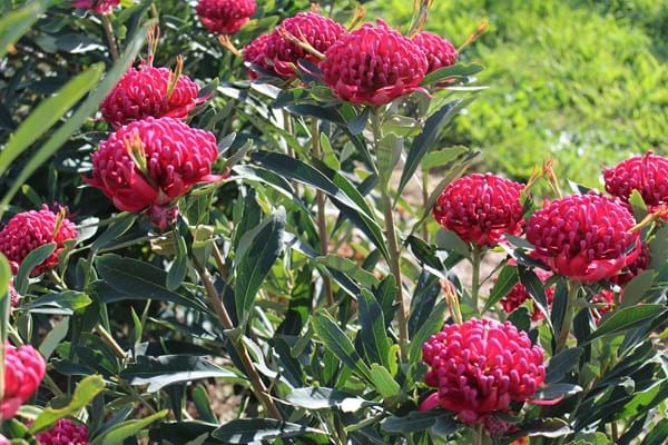 Waratah Corroboree (Telopea) - Ladybird Nursery