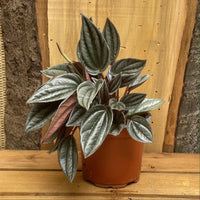 Peperomia Napoli Nights (Peperomia) - Ladybird Nursery
